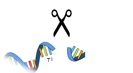 A pair of scissors over a cut strip of RNA. The right side of the RNA has three rectangles that are blue, green, and orange respectively. The left side of the RNA has at least 7 rectangles of various shades of the rainbow which fade out to the bottom of the image. Of these, the last two are labeled T and I.