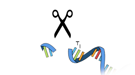A pair of scissors over a cut strip of RNA. The left side of the RNA has two rectangles that are green and blue respectively. The right side of the RNA has at least 7 rectangles of various shades of the rainbow which fade out to the bottom of the image. Of these, the first two are labeled T and I.