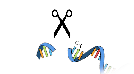 A pair of scissors over a cut strip of RNA. The left side of the RNA has three rectangles that are orange, green, and blue respectively. The right side of the RNA has at least 7 rectangles of various shades of the rainbow which fade out to the bottom of the image. Of these, the first two are labeled C and Y.