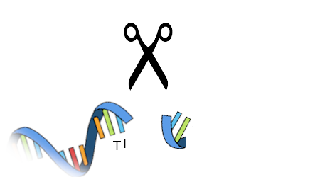 A pair of scissors over a cut strip of RNA. The right side of the RNA has two rectangles that are blue and green respectively. The left side of the RNA has at least 7 rectangles of various shades of the rainbow which fade out to the bottom of the image. Of these, the last two are labeled T and I.