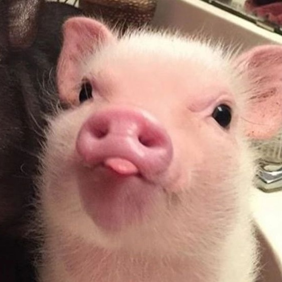 A close-up photo of a piglet sticking out its tongue.