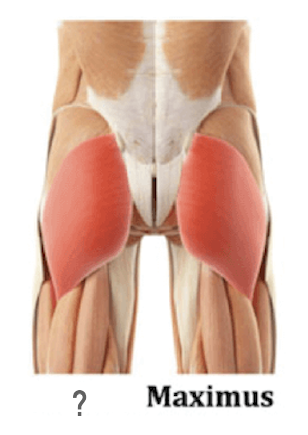 The backside of a human showing the muscles beneath the skin. Text reads "? Maximus"